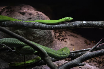 Wild green mamba