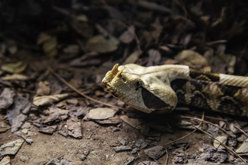 Wild venomous snake
