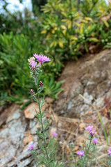 Stelo di carciofo selvatico