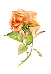 Watercolor illustration. Garden rose flower on white isolated background.