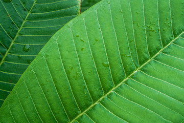 Fresh Lush Green Leaf Veins