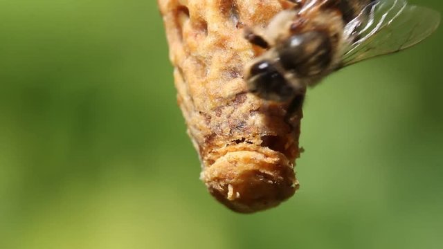 Young queen bee comes out of cocoon