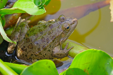 Close up of a green frog