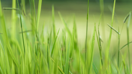 Green Rice Field Blurred Background