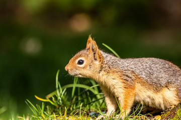 Naklejka na ściany i meble Squirrel on ground. Squirrel nature view. Squirrel portrait. Squirrel funny