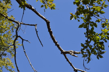 Branches and flowers from Jijel, Algeria, Africa