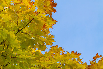 Autumn. Crown of a tree with colored leaves.