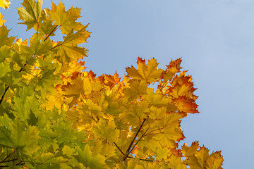 Autumn. Crown of a tree with colored leaves.
