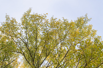 Autumn. Crown of a tree with colored leaves.