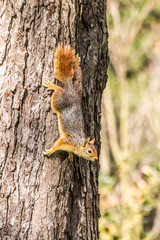 Squirrel on ground. Squirrel nature view. Squirrel portrait. Squirrel funny