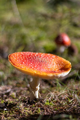 Amanita Muscaria