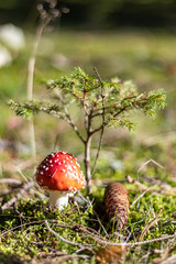 Amanita Muscaria