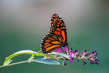 vlinder op bloem
