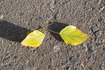 Autumn. Leaves on the pavement. October.