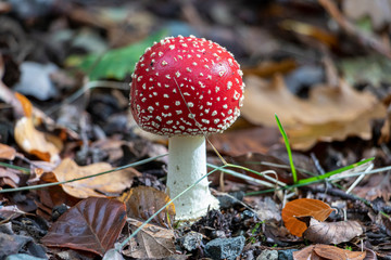 Amanita Muscaria