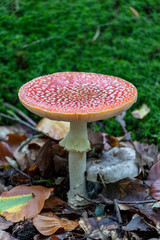 Amanita Muscaria