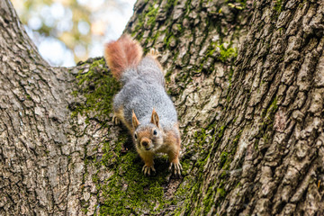 Squirrel on ground. Squirrel nature view. Squirrel portrait. Squirrel funny