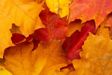 Naklejka na ściany i meble Autumn. Yellow leaves. texture, background.