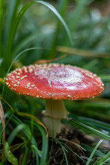 Amanita Muscaria