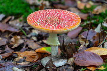 Amanita Muscaria