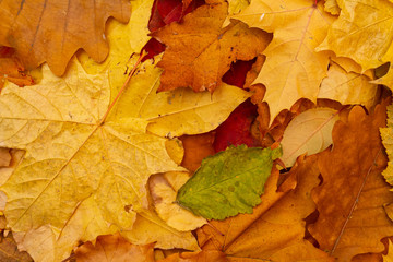 Autumn. Yellow leaves. texture, background.
