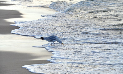Möwen an der Ostsee