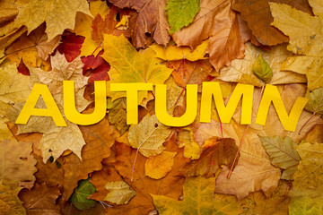 Naklejka na ściany i meble Autumn. Yellow leaves. World October.