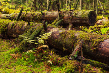 fallen old trunks covered with moss