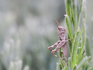 Big grasshopper on rosemary