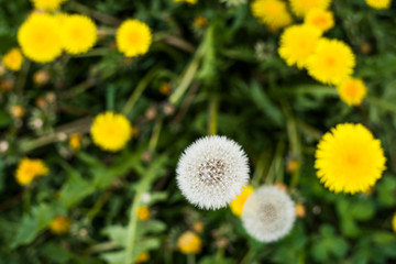 white and yellow dandelions in spring