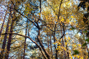 outdoor landscape seasonal, golden autumn wild forest