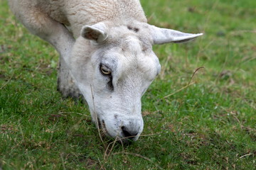 Texelaar Schaf