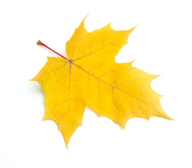 autumn leaf on white background, blank for design