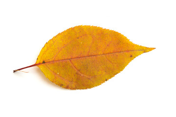 autumn leaf on white background, blank for design