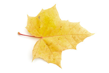 autumn leaf on white background, blank for design