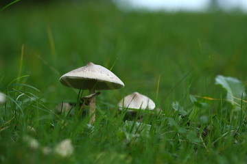 Wiesenchampions auf einer Wiese