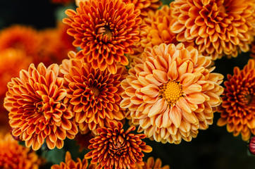 Fresh bright chrysanthemums. Japanese, korean style. Background for a beautiful greeting card.