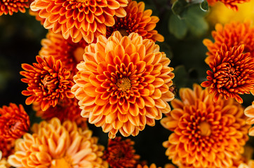Fresh bright chrysanthemums. Japanese, korean style. Background for a beautiful greeting card.