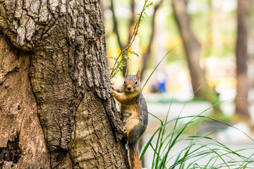 Squirrel on ground. Squirrel nature view. Squirrel portrait. Squirrel funny