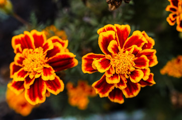 Fresh bright chrysanthemums. Japanese, korean style. Background for a beautiful greeting card.