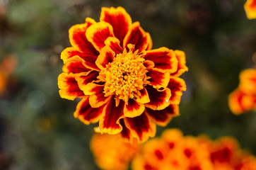 Fresh bright chrysanthemums. Japanese, korean style. Background for a beautiful greeting card.