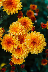 Fresh bright chrysanthemums. Japanese, korean style. Background for a beautiful greeting card.