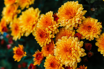 Fresh bright chrysanthemums. Japanese, korean style. Background for a beautiful greeting card.