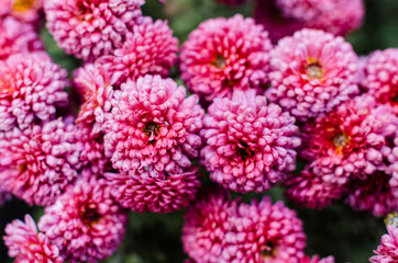 Fresh bright chrysanthemums. Japanese, korean style. Background for a beautiful greeting card.