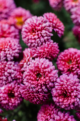 Obraz premium Fresh bright chrysanthemums. Japanese, korean style. Background for a beautiful greeting card.