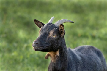 Ziege