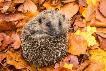 Hedgehog in autumn (Scientific name: Erinaceus Europaeus) wild, free roaming hedgehog, taken from a wildlife garden hide to monitor health and population of this declining mammal, space for copy  © Moorland Roamer