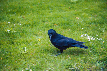 wild black raven on green grass in summer park closeup
