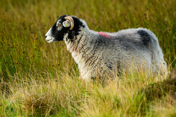 Swaledale sheep, a ewe or female sheep stood in rough pasture land in Yorkshire Dales, UK.  Facing...