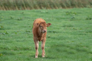 Kalb